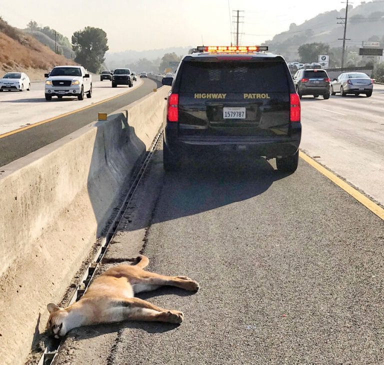 Mountain Lion Killed Crossing 101 Freeway