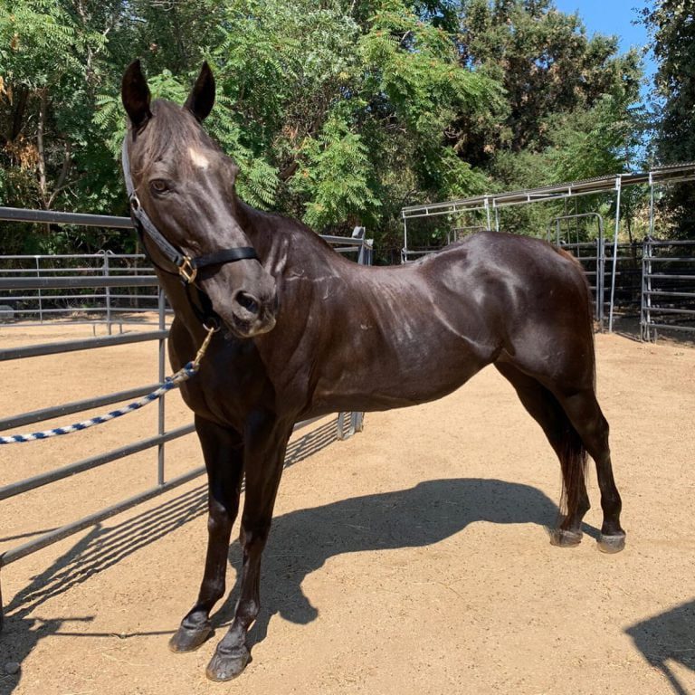 Horse up for Adoption at Agoura Hills Animal Shelter