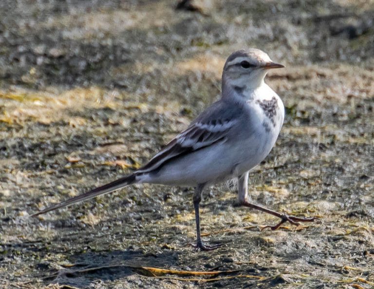 Two Rare Bird Species Spotted at Malibu Lagoon Over the Past Few Weeks