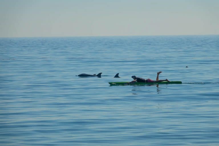 Paddleboarder cruises with dolphins