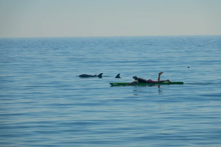 Paddleboarder cruises with dolphins