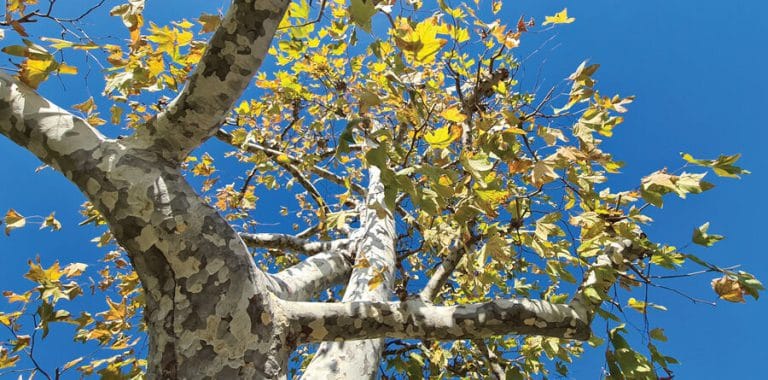 fall colors 1623.jpg