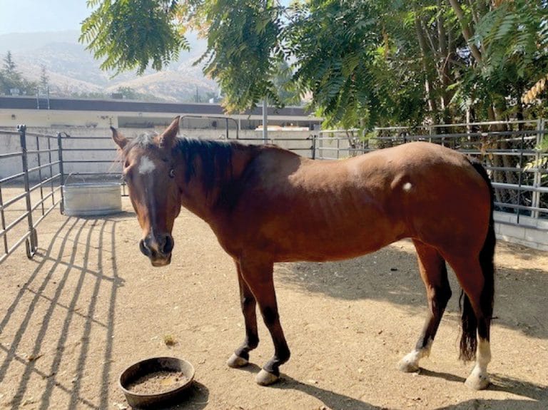 Senior Horse Looking for a Good Home