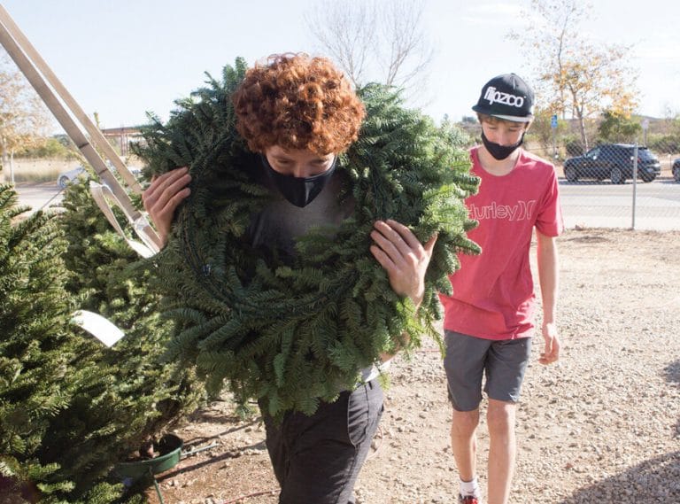 xmas tree lot 1896.jpg