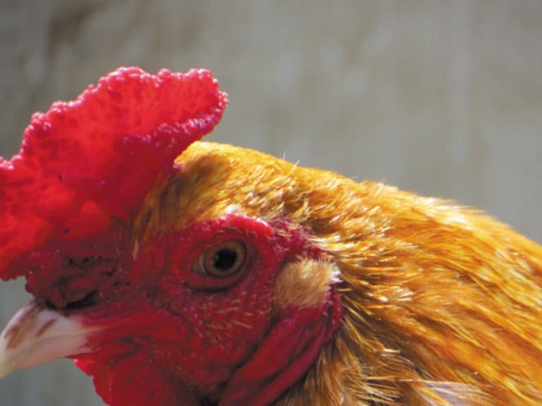 Poem Corner: Ode to My Beautiful Friend Henny