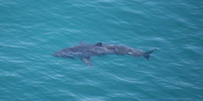 Concerns Raised After Speedboat Lures Great White Sharks Into Point Dume Protected Area