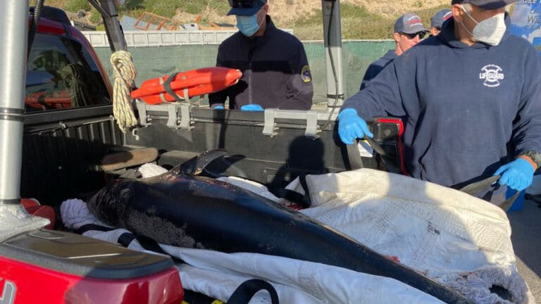 Injured dolphin rescued from Point Dume shoreline by LA County lifeguards and California Wildlife Center