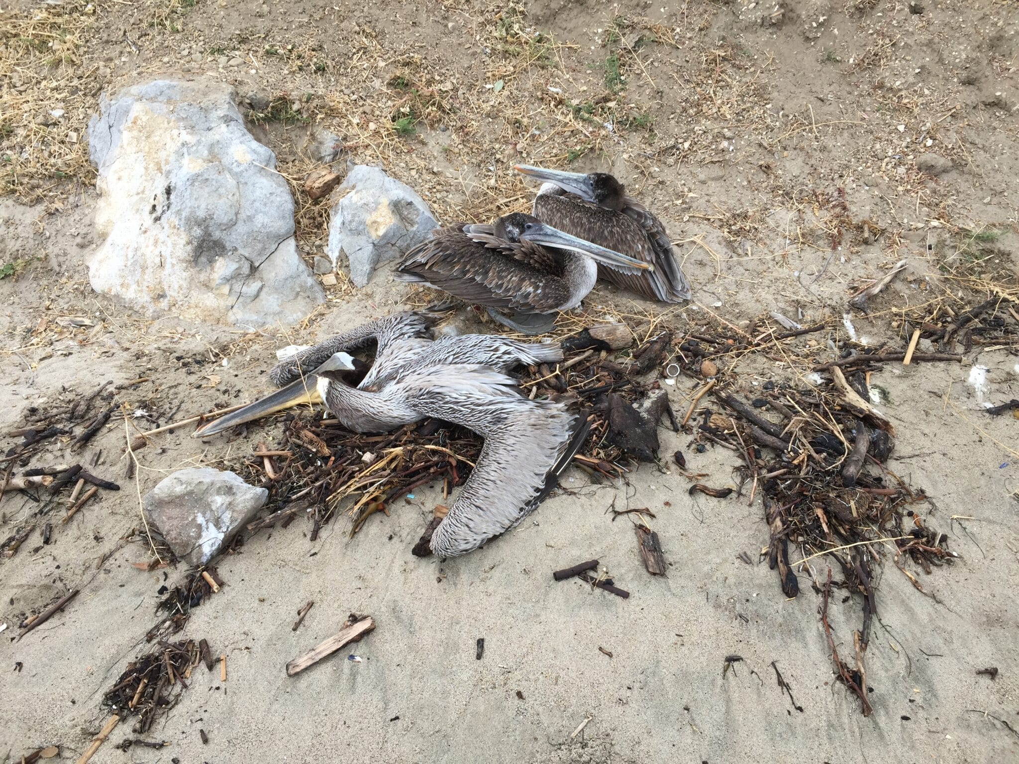 Sick Brown Pelicans 4 Photo by Cliff Waeschle scaled