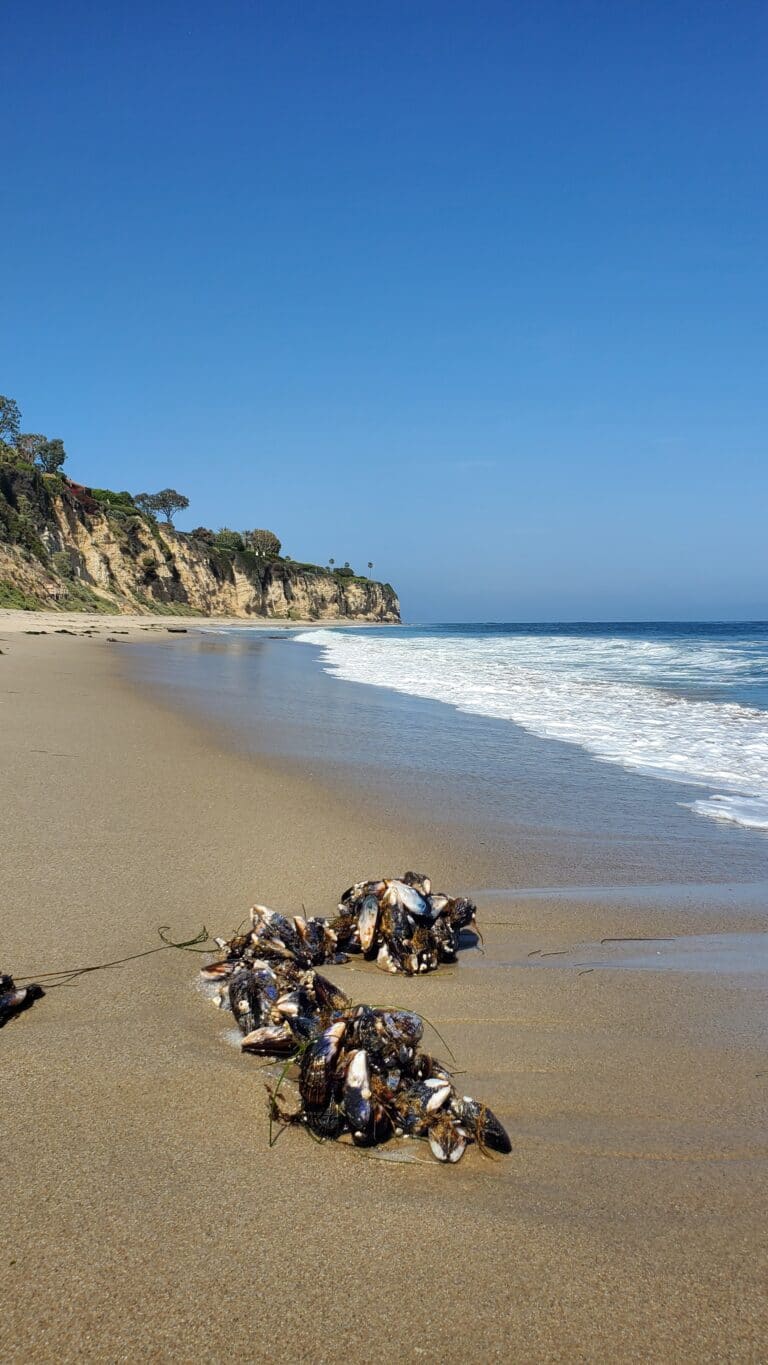 Best Shot: Pictures of clams at Big Dume