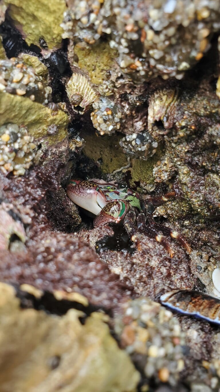 Malibu Best Shot: Sand crab at Big Dume