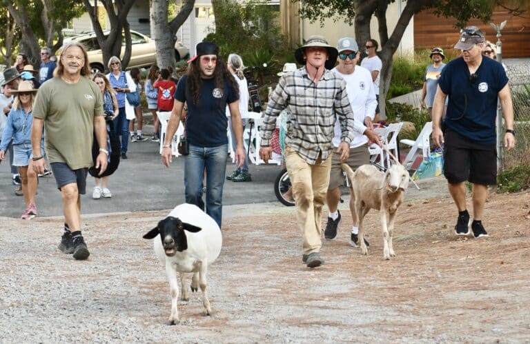 The running of the goats in Malibu West The running of the goats in Malibu West