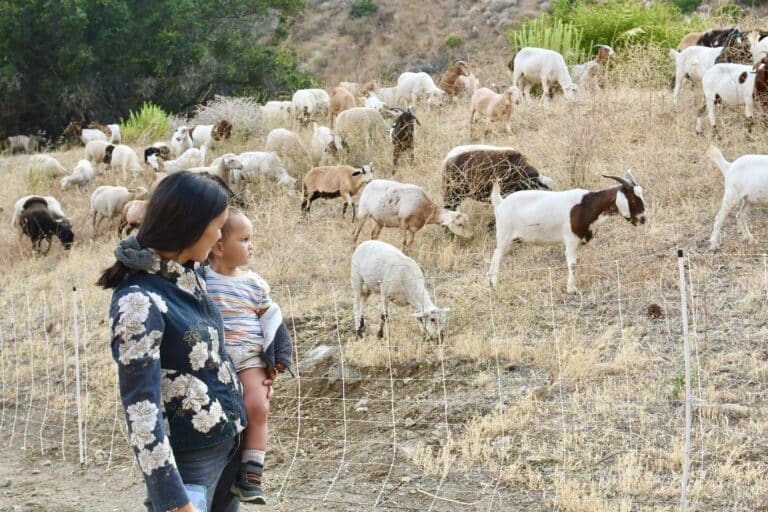 Malibu West Homeowner’s Association hosted a brush clearance with grazing goats