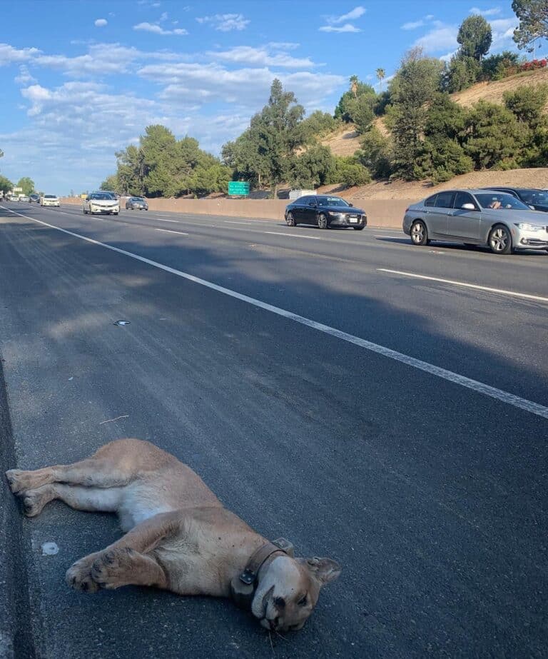 One young mountain lion makes it across the 101 freeway, but his brother doesn’t