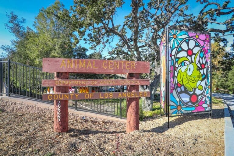 County Animal Care and Control announces promotion for pet adoption in August