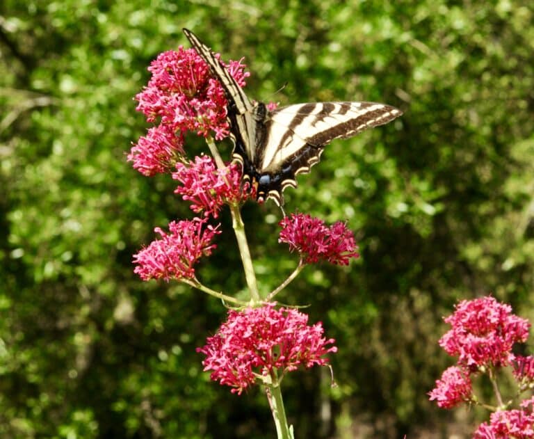 Monarch butterfly offically designated as endangered