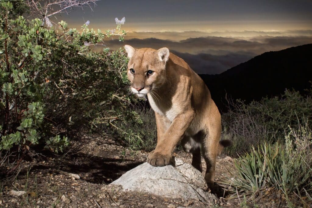 BrownNewLionClouds DeNoiseAI low light SharpenAI sharpen gigapixel scale 2 00x