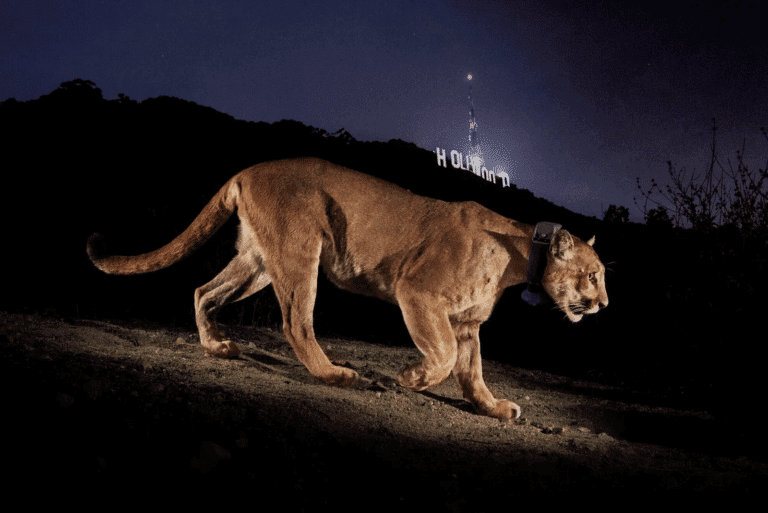 Beloved mountain lion P-22 has been euthanized