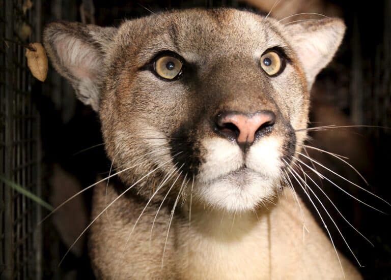 Four-year-old mountain lion P-81 killed in Oxnard