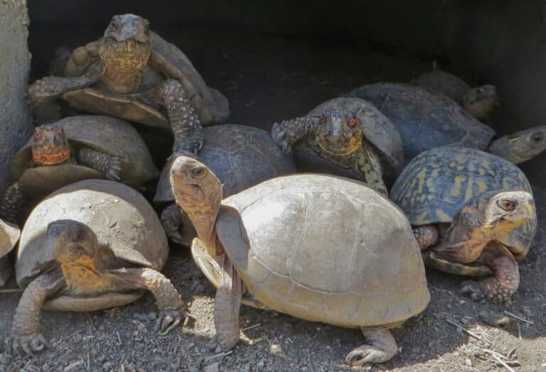 Malibu-based American Tortoise Rescue has helped over 4,000 turtles and tortoises