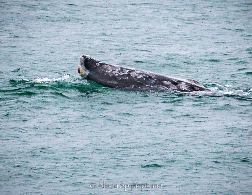 2017 03 14 flukeless gray whale point dume 4694