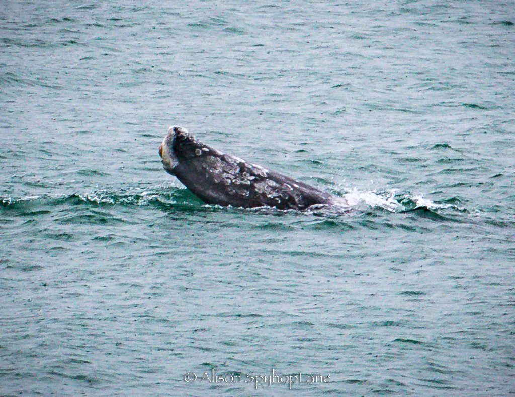 2017 03 14 flukeless gray whale point dume 4696 2