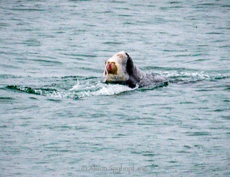 Whale with no tail observed off Point Dume last week