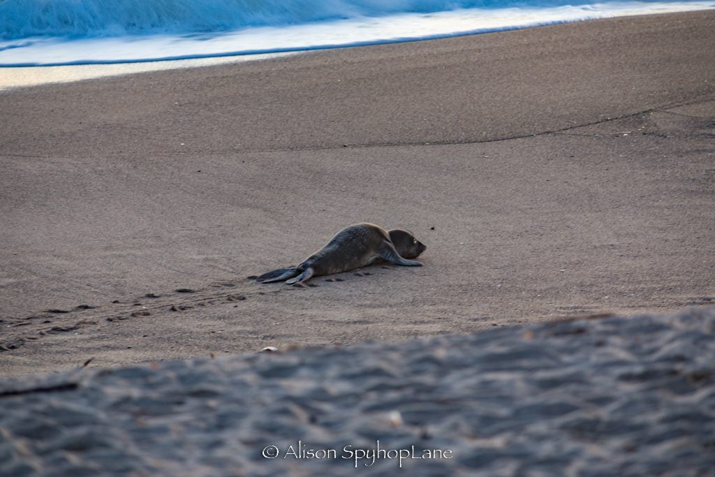 2023 03 30 elephant seal pup underweight 9027