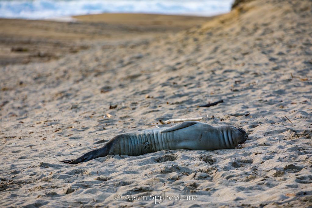 2023 03 30 stranded elephant seal pup 8941