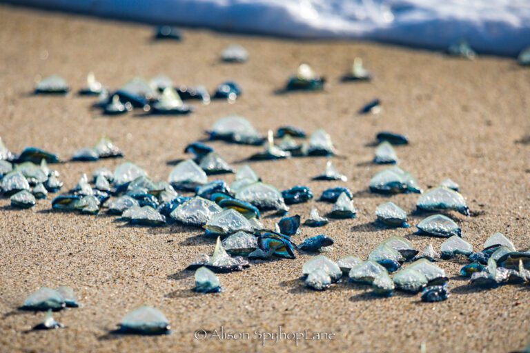 Mysterious blue creatures wash up on California beaches Mysterious blue creatures wash up on California beaches