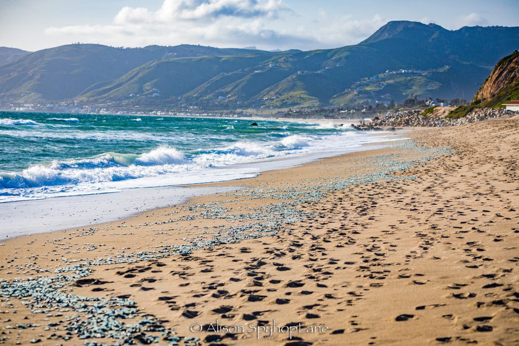 File:Dolphins, Zuma Beach, Malibu, California (13) (3125722034