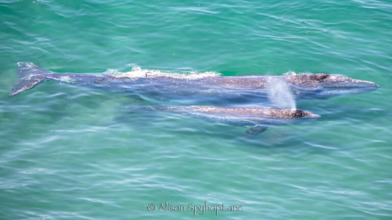 First Mother And Calf Gray Whale Spotted Near Point Dume • The Malibu Times