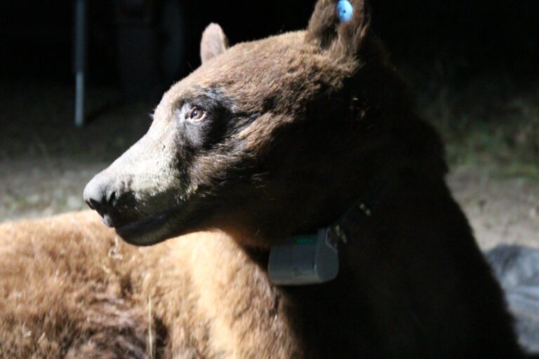Black bear seen in Malibu killed on 101 freeway Black bear seen in Malibu killed on 101 freeway