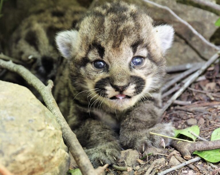 Litter of three female mountain Lion kittens discovered in Simi Hills