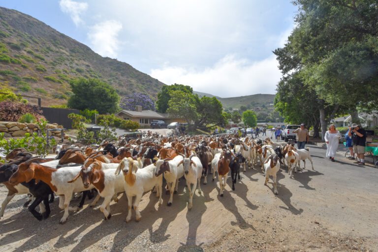 Second annual running of the goats held in Malibu West Second annual running of the goats held in Malibu West