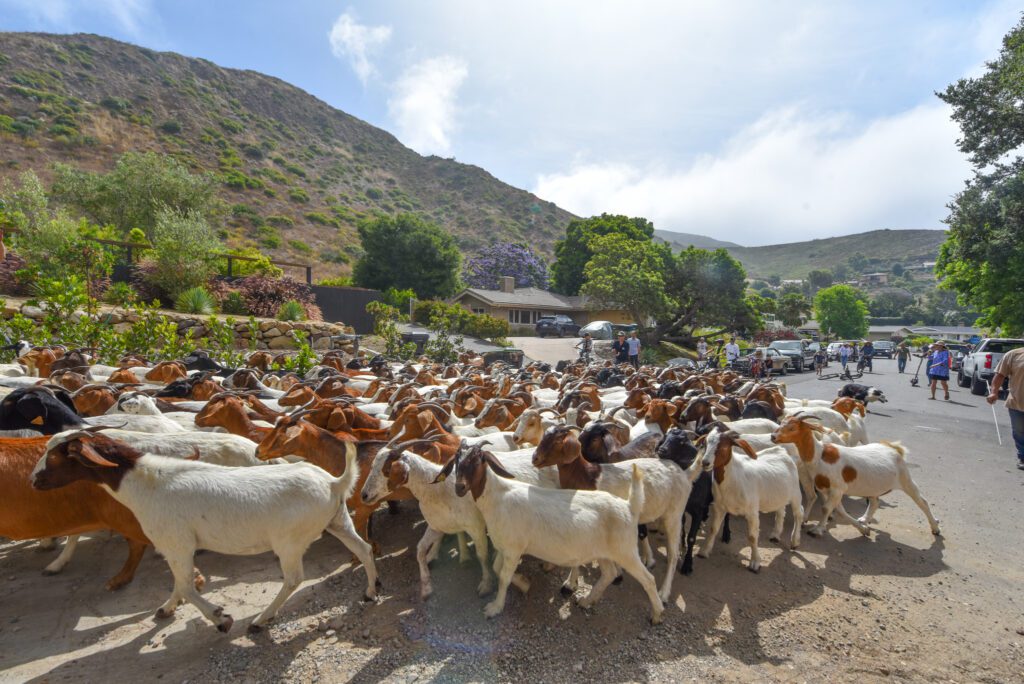 05 Goats SamBravo