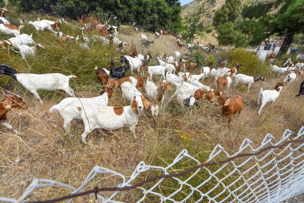 14 Goats SamBravo 1