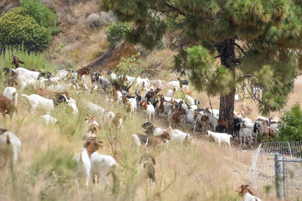 24 Goats SamBravo