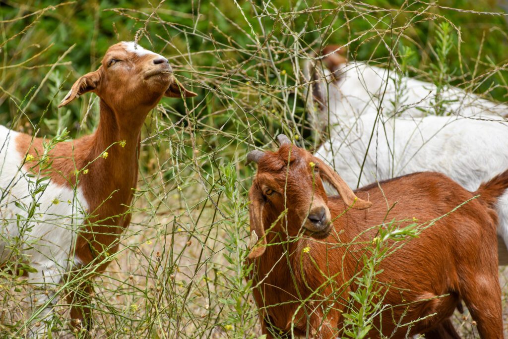 28 Goats SamBravo