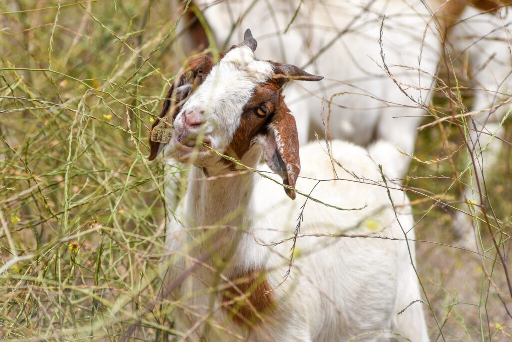 33 Goats SamBravo