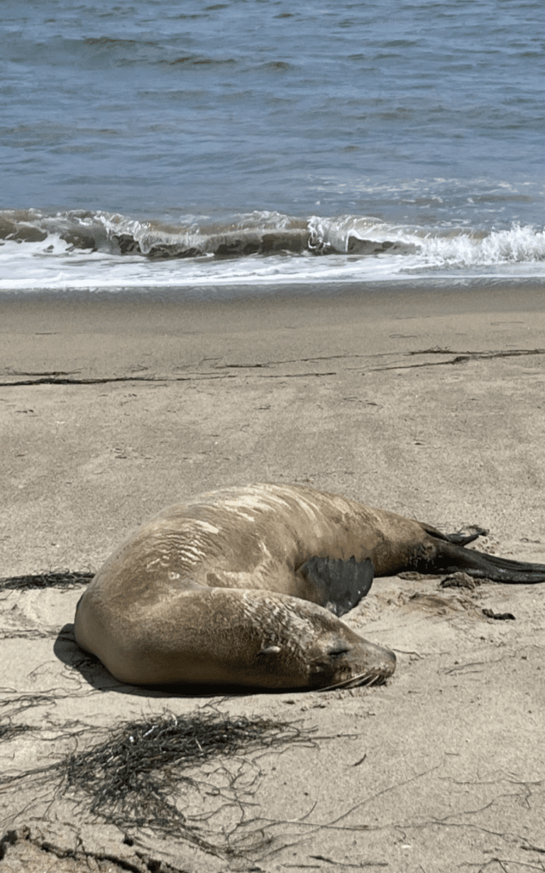 Distressed seal lion found on Dan Blocker Beach Distressed seal lion found on Dan Blocker Beach