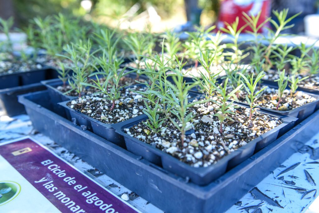 04 Milkweed event ThousandOaks SamBravo