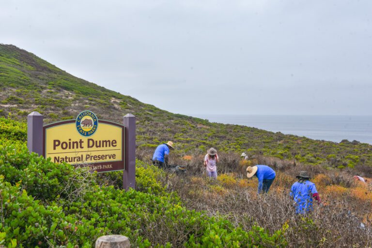 Volunteers needed for Point Dume Nature Preserve weeding day 