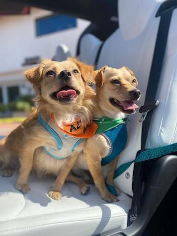 Annie left and Oddie right wear their Sunday best at the Homes for Dogs event on October 8. Photo contributed by Christy Foster