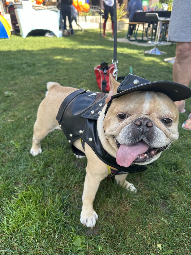 Paco stole the show easily winning the Howl o ween Dog Costume Contest. Photo by Emmanuel LuissiTMT