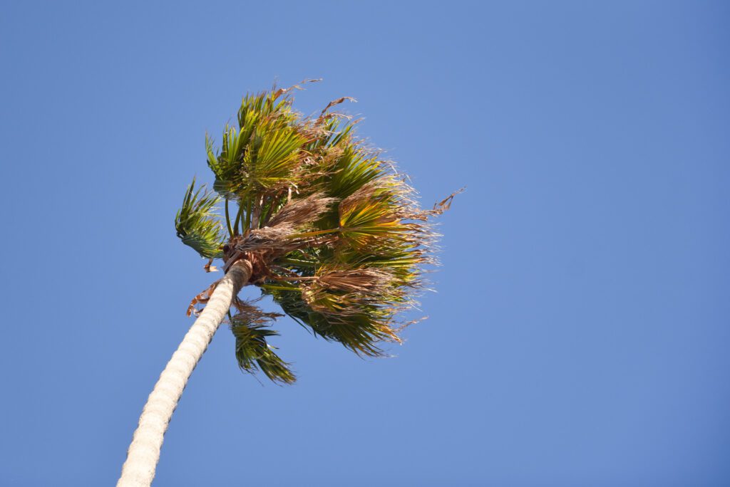 High Winds Advisory Palm Trees