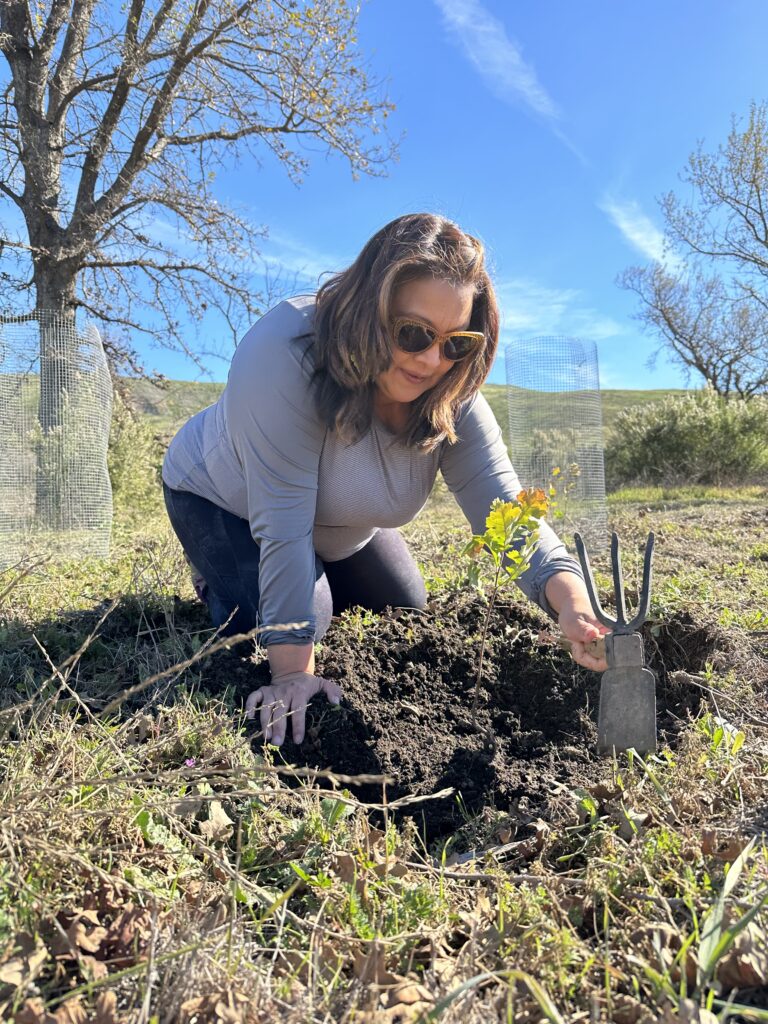 A volunteer hand weeds the soil around an oak tree sapling before installing a protective cage