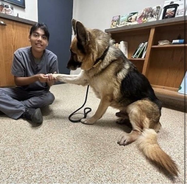 $25,000 now offered for zip-tied dog information