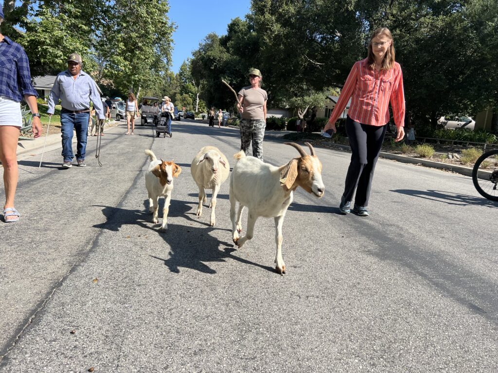 Malibu West goat parade