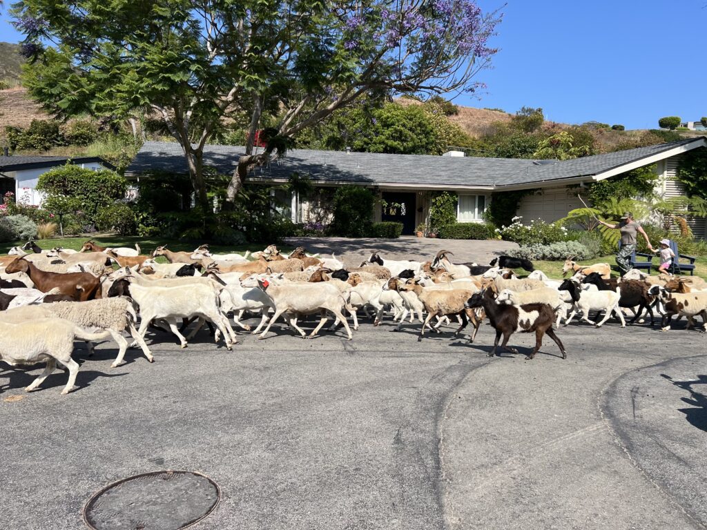 Malibu West goat parade 2