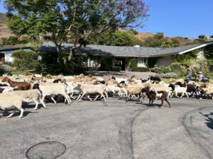 Malibu West goat parade 2